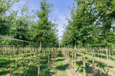 Quercus cerris haute-tige 10/12