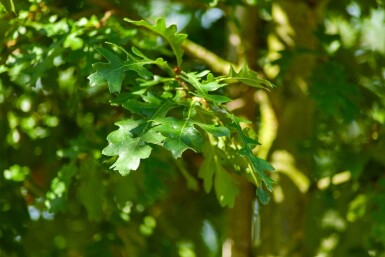 Quercus cerris haute-tige 10/12