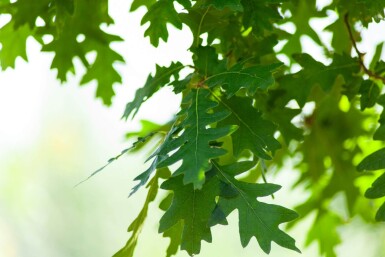 Quercus cerris haute-tige 10/12