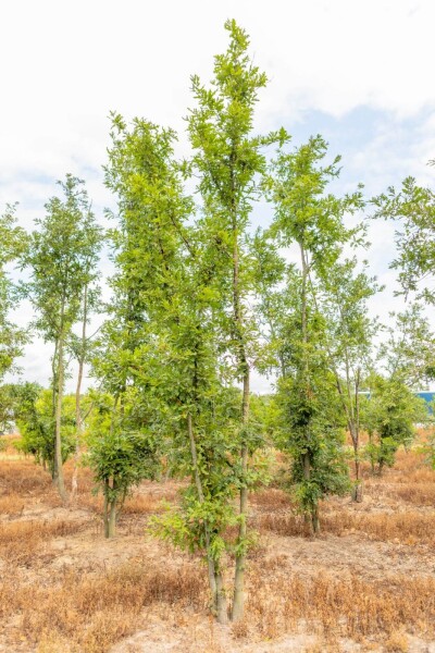 Quercus cerris cépée 200-250