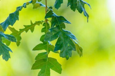 Quercus cerris cépée 200-250