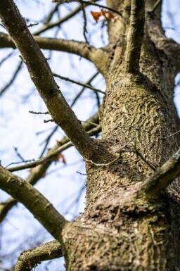 Quercus cerris cépée 200-250