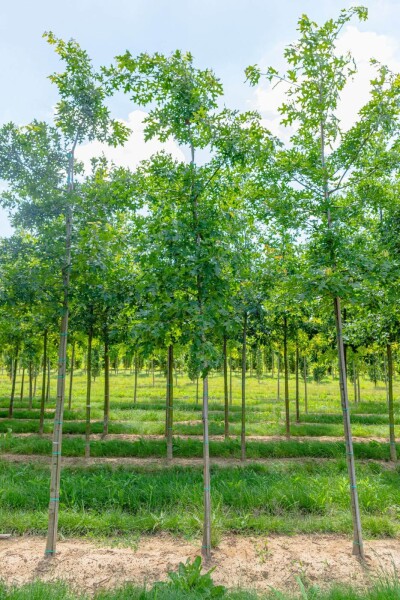 Quercus coccinea haute-tige 16/18