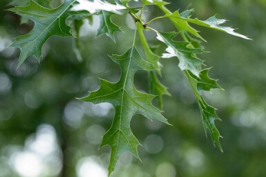 Quercus coccinea haute-tige 16/18