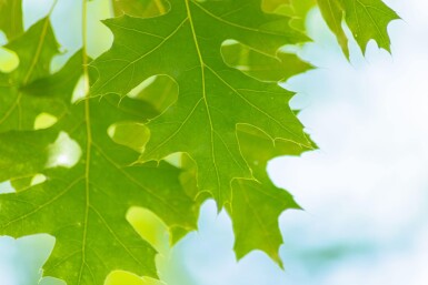 Quercus coccinea haute-tige 16/18