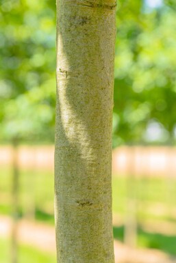 Quercus coccinea haute-tige 16/18