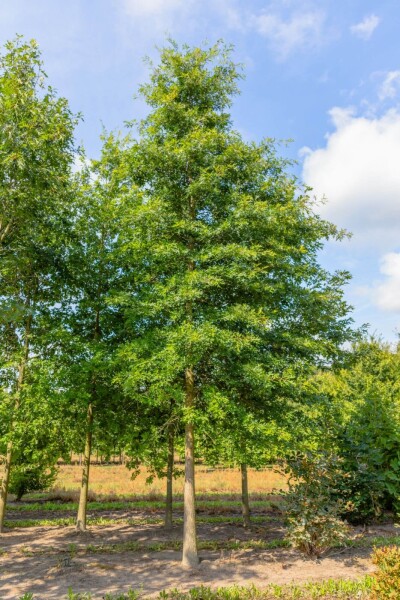 Quercus coccinea 'Splendens' haute-tige 12/14