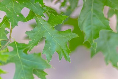 Quercus coccinea 'Splendens' haute-tige 12/14