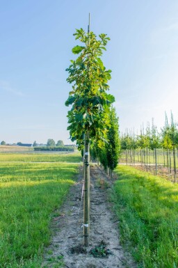 Quercus dentata haute-tige 14/16