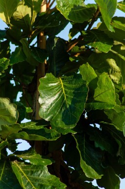 Quercus dentata haute-tige 14/16