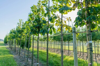 Quercus dentata haute-tige 14/16