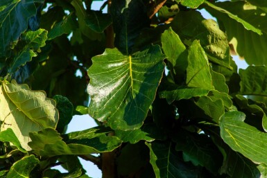 Quercus dentata haute-tige 14/16