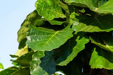 Quercus dentata haute-tige 14/16
