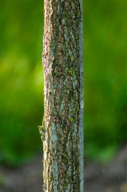 Quercus dentata haute-tige 14/16