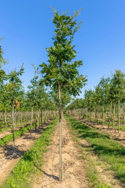 Quercus frainetto haute-tige