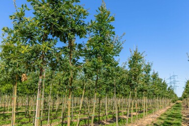 Quercus frainetto haute-tige