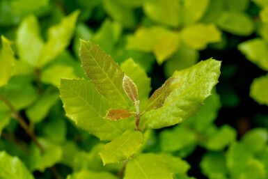 Quercus ilex haute-tige 10/12