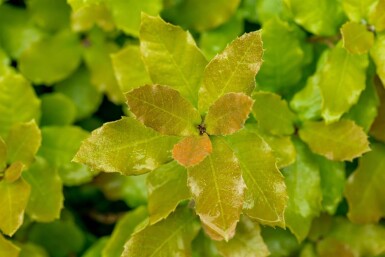 Quercus ilex haute-tige 10/12