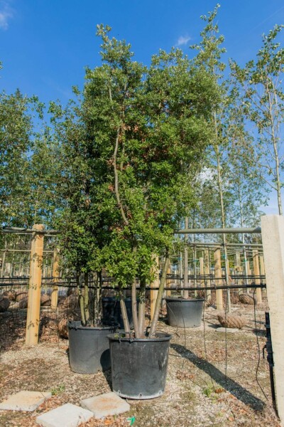 Quercus ilex cépée 300-350