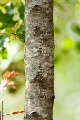 Quercus ilex cépée 300-350