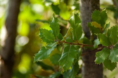 Quercus ilex cépée 300-350
