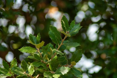 Quercus ilex cépée 300-350