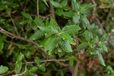 Quercus ilex cépée 300-350