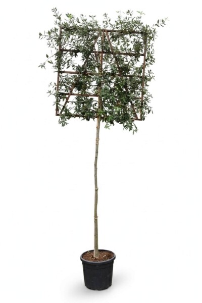Quercus ilex espalier 6/8 180cm tronc 150b x 120h