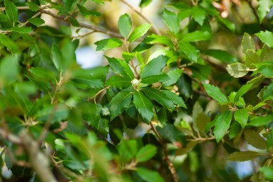 Quercus ilex espalier