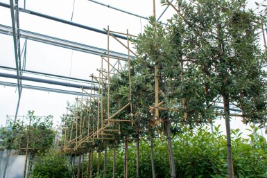 Quercus ilex espalier 6/8 180cm tronc 150b x 120h