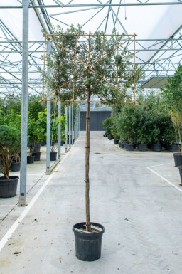Quercus ilex espalier 6/8 180cm tronc 150b x 120h