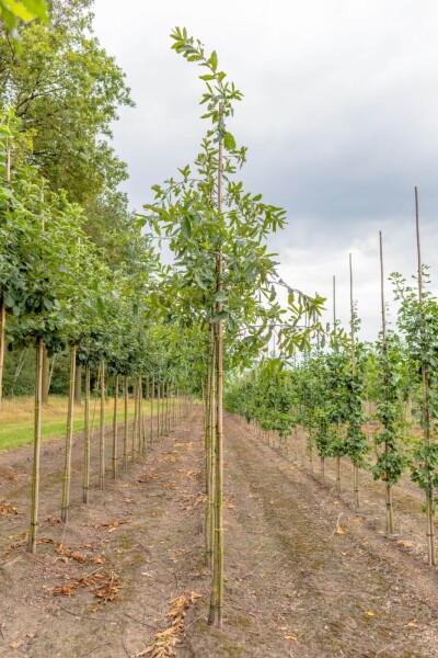 Quercus imbricaria haute-tige 10/12