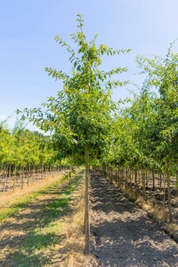 Quercus imbricaria haute-tige 10/12