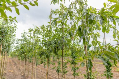 Quercus imbricaria haute-tige 10/12