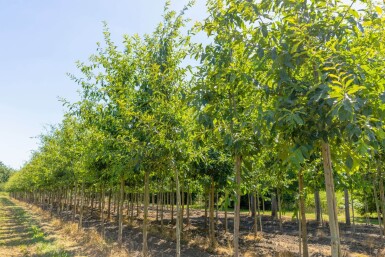 Quercus imbricaria haute-tige 10/12