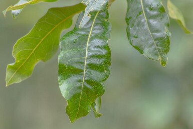 Quercus imbricaria haute-tige 10/12
