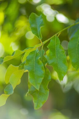 Quercus imbricaria haute-tige 10/12