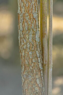 Quercus imbricaria haute-tige 10/12