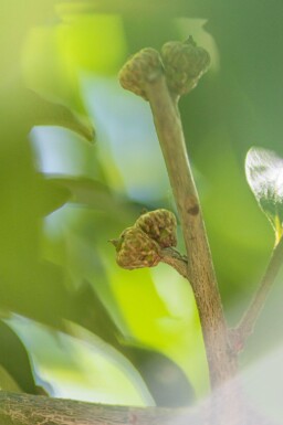 Quercus imbricaria haute-tige 10/12