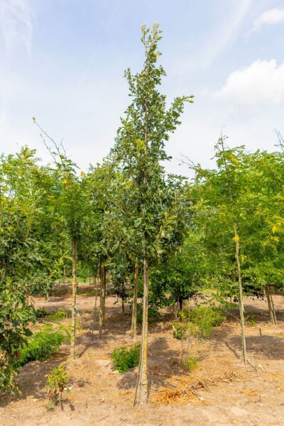 Quercus macrocarpa haute-tige 10/12
