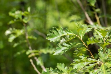 Quercus macrocarpa haute-tige 10/12