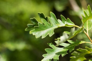 Quercus macrocarpa haute-tige 10/12