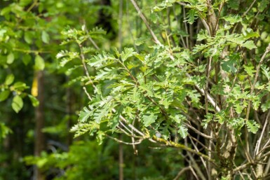 Quercus macrocarpa haute-tige 10/12