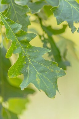 Quercus macrocarpa haute-tige 10/12