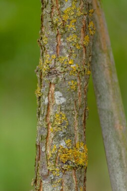 Quercus macrocarpa haute-tige 10/12