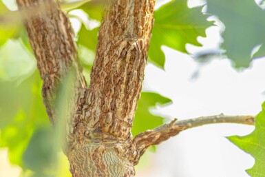 Quercus macrocarpa haute-tige 10/12