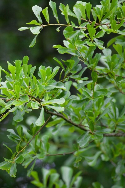 Quercus nigra haute-tige 14/16