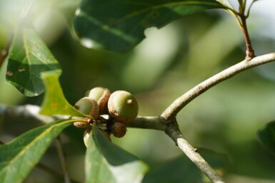 Quercus nigra haute-tige 14/16