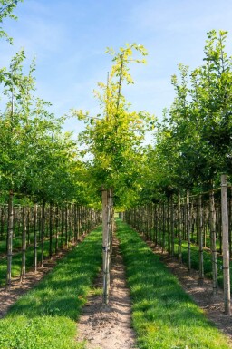 Quercus palustris haute-tige