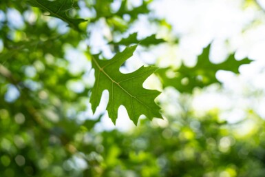 Quercus palustris haute-tige